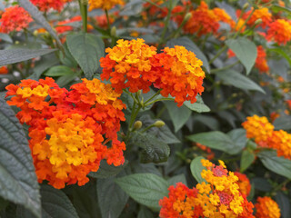 orange and yellow flowers