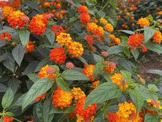 red and yellow flowers
