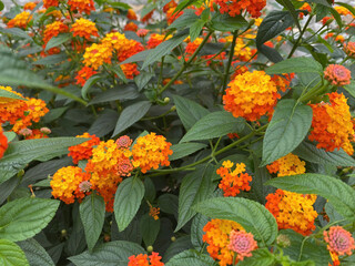 flowers in the garden