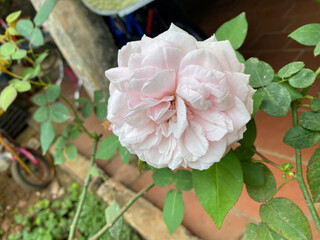 pink rose in a garden