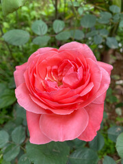 pink rose in garden