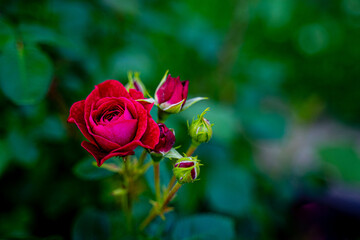 bright red rose blooms in the wild against greenery, foliage and leaves green, rose bud with small buds, flower in the wild, growing on a bed in the garden