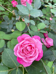 pink roses in garden