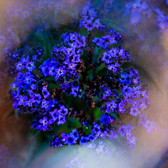 photo of a lush heliotrope flower, purple forget-me-not and color with green leaves and a green...