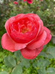 pink rose in garden
