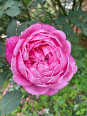 pink rose in garden