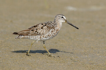  Short billed Dowitcher, Limnodromus griseus, coastal Florida, USA