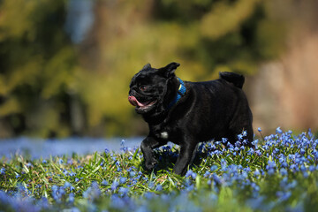 playful black pug dog running outdoors on a meadow of blue blooming flowers