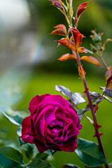 purple burgundy rose blooms in the wild on a green background, bud flower in the wild, grows in the garden, beautiful and lush rose