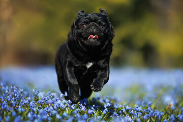 happy black pug dog running on a field of blue scilla flowers in spring