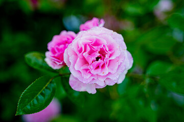 pink delicate rose blooms in the wild on a background of greenery, bud flower in the wild, grows in the garden, beautiful and lush rose