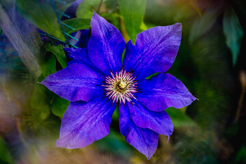 photo of a lush purple clematis flower and color with green leaves and a green background, 
photo...