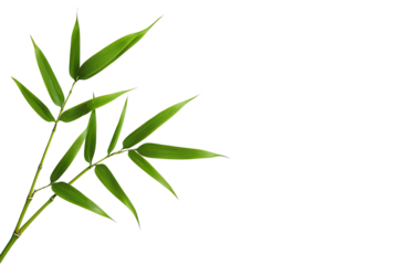 A slender bamboo branch with vibrant green leaves extending gracefully.