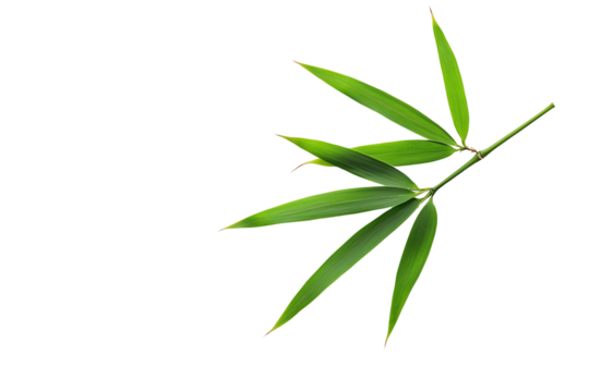 A vibrant bamboo branch with long, slender green leaves, showcasing its natural elegance and texture.