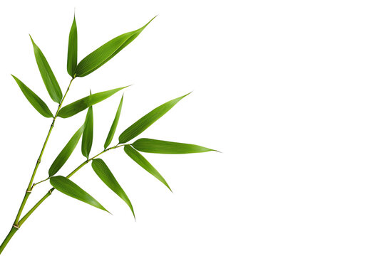 A slender bamboo branch with vibrant green leaves extending gracefully.