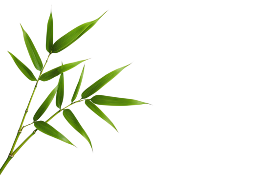 A slender bamboo branch with vibrant green leaves extending gracefully.