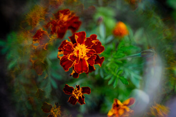 photo of a lush orange flower marigold with green leaves and a green background,
beautiful photo of...