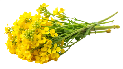 sprig of fresh rapeseed isolated on white background PNG. GENERATIVE AI