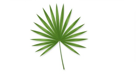 Single tropical palm leaf isolated