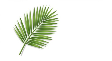 Obraz premium Single palm leaf illustration on white