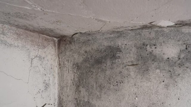 Black toxic mold spreading indoors, unsafe air quality in unused concrete space
