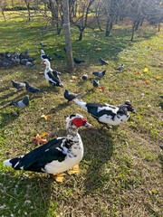 Indo duck in ornithological park with other birds