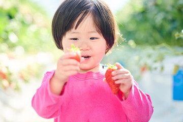 農園でいちご狩りを楽しむ女の子