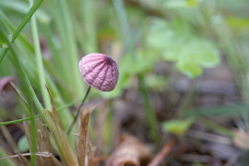 ハナオチバタケ（Marasmius pulcherripes）：細い柄で傘がピンクの小さなキノコをクローズアップ／八千穂高原・8月
