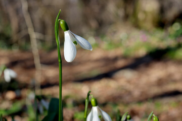 Beautiful snowdrops in a clearing in the forest