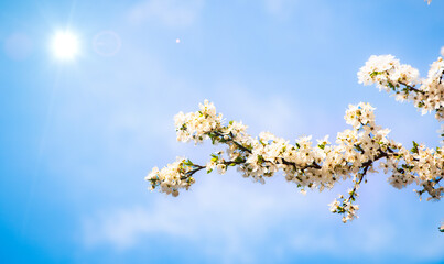 Branch of white cherry blossoms in full bloom against a bright blue sky and sunlight. A fresh spring scene symbolizing renewal, nature, and serenity.