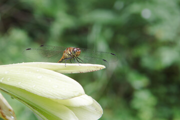雨に濡れたウバユリの上のトンボをアップ／八千穂高原・8月