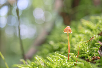 ヒナノヒガサ（Rickenella fibula）：コケの中のオレンジ色の小さな毒キノコをアップ／八千穂高原・８月
