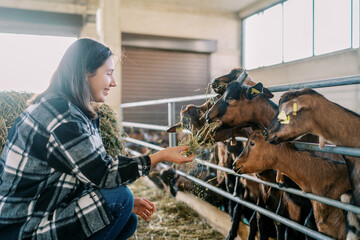 Smiling farmer girl feeding hay to brown goats in paddock at farm