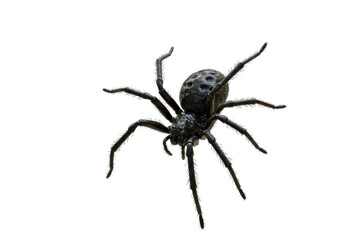 Isolated Black Spider with Detailed Markings