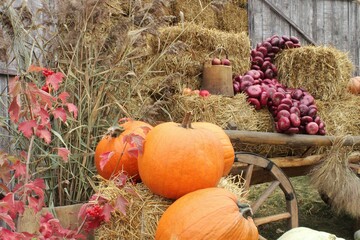 Autumn harvest display with pumpkins and hay. Fall season decorating with gourds and straw. Pumpkins and farm produce in autumn setting. Seasonal arrangement of pumpkin, red onion and dried plants