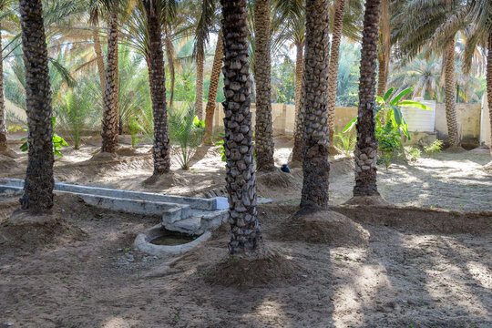 Palm trees and the ancient falaj irrigation system in Al Ain Oasis, UAE. This traditional water channel keeps the oasis green, offering shade and coolness in the desert heat