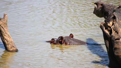 Fototapeta premium Hippopotamus in water