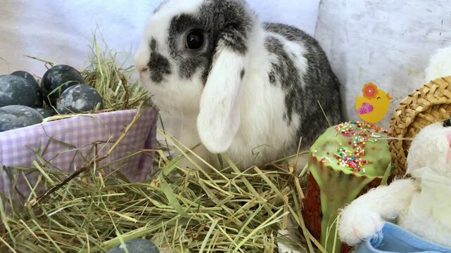 Curious rabbit exploring easter basket with colorful eggs and cupcake decorations in soft hay setting