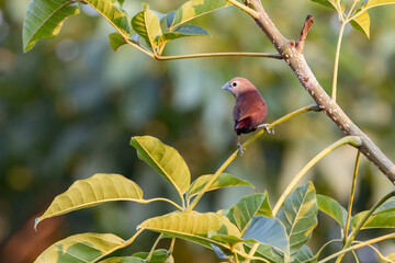 Small brown bird perched on a leafy branch in natural daylight, surrounded by lush green foliage with a soft, blurred background.