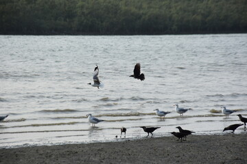 Several birds gather at a scenic riverside. Seagulls glide over the calm water and swim near the shore, while crows perch on the sandy bank, surrounded by lush greenery in the background.