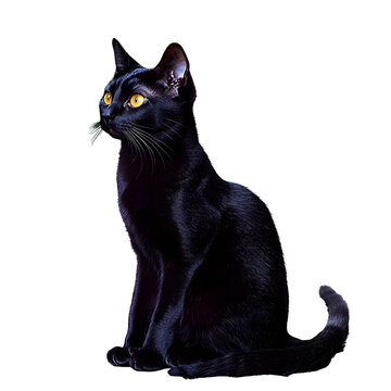 A Black Bombay Cat sitting idel