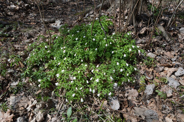 Wood Anemone Blooming in Early Spring
