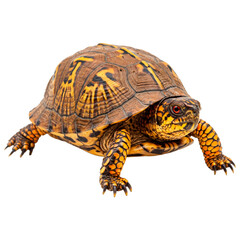 Ornate Box Turtle Close-Up on White Background Detailed Shell Patterns and Vibrant Yellow Markings of a North American Terrapene ornata