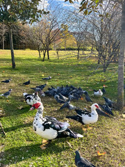 Indo duck in ornithological park with other birds