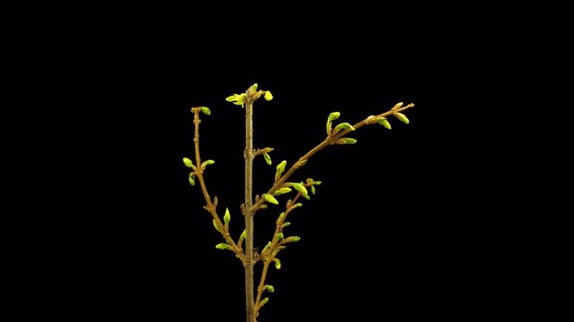 Time lapse of opening forsythia flowers with ALPHA channel