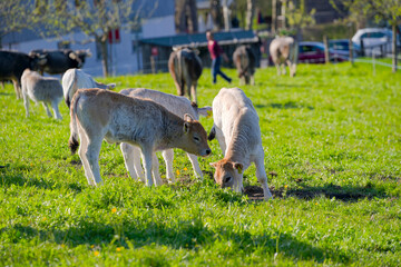 Cow herd with cute calves of breed Rätisches Grauvieh on meadow of Swiss farm at Swiss City of...