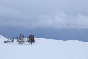 trees on the snow slope, winter background