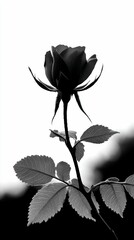 Elegant rose in black and white, silhouetted against bright background