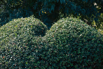 bush of an unusually shaped green plant in the park