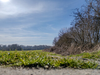 A serene view of lush green grass and towering trees under a clear blue sky, showcasing natures...